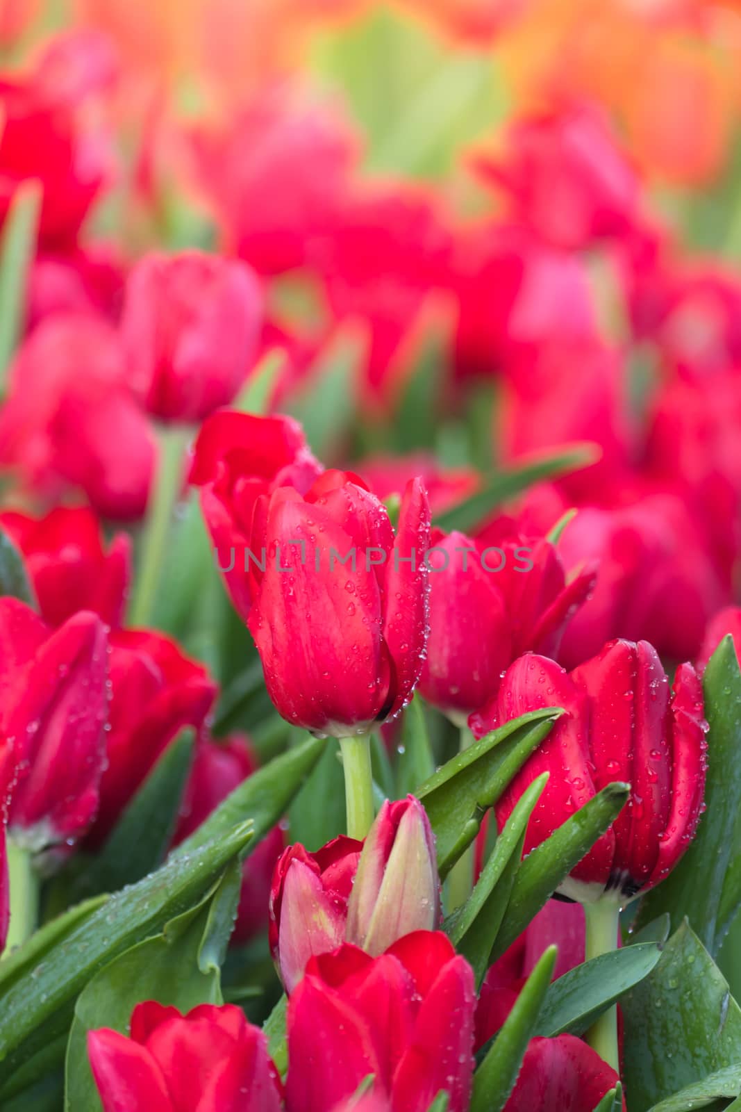 Tulip. Beautiful bouquet of tulips. colorful tulips. by teerawit