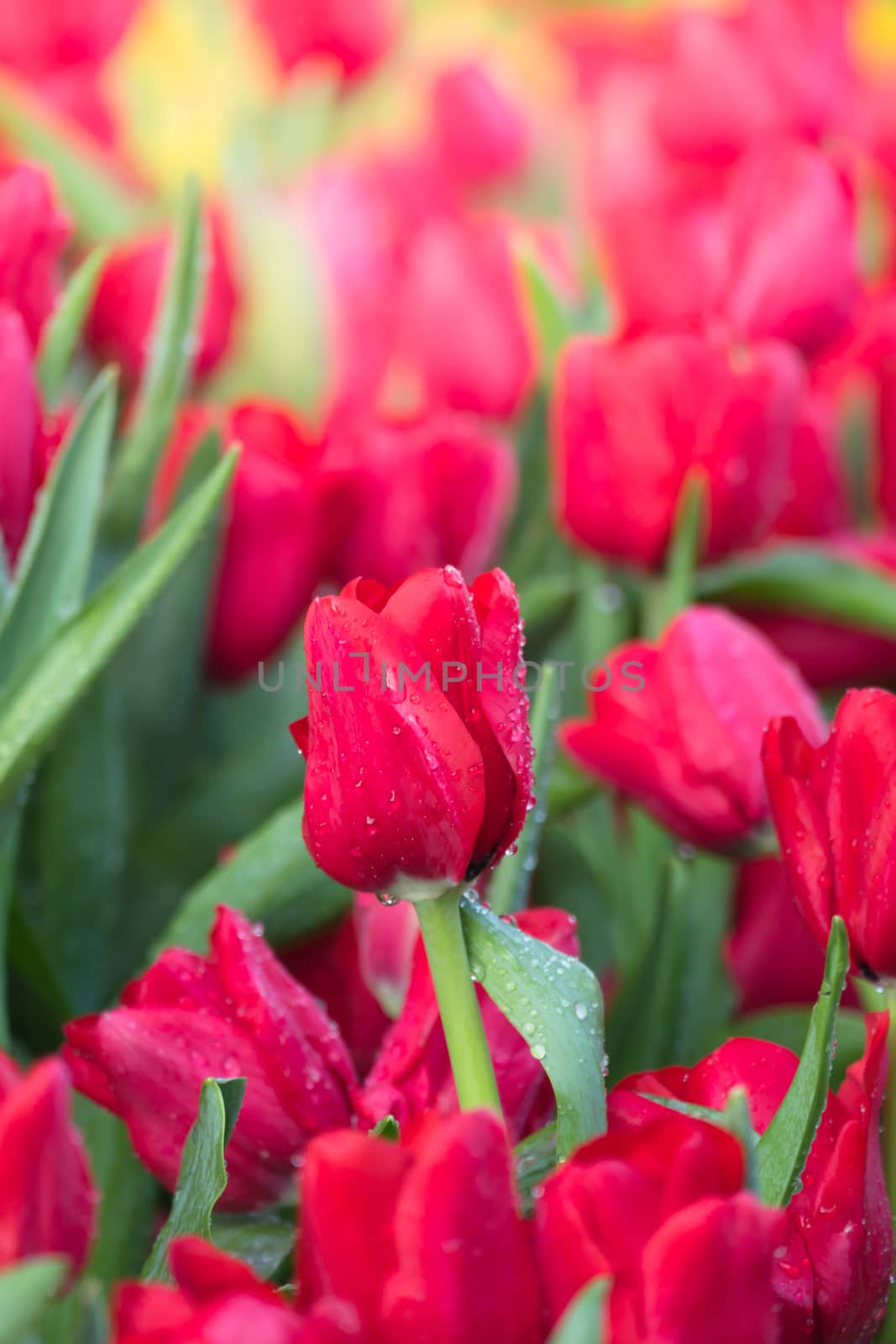 Tulip. Beautiful bouquet of tulips. colorful tulips. by teerawit