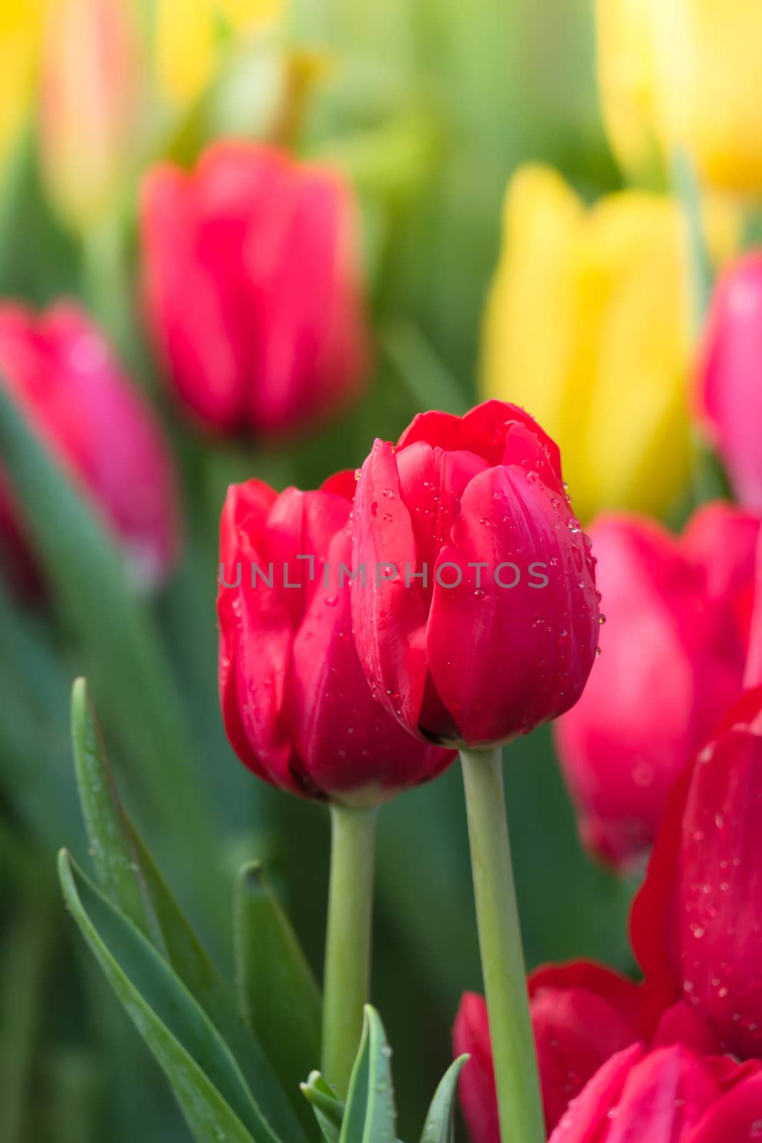 Tulip. Beautiful bouquet of tulips. colorful tulips. tulips in spring,colourful tulip