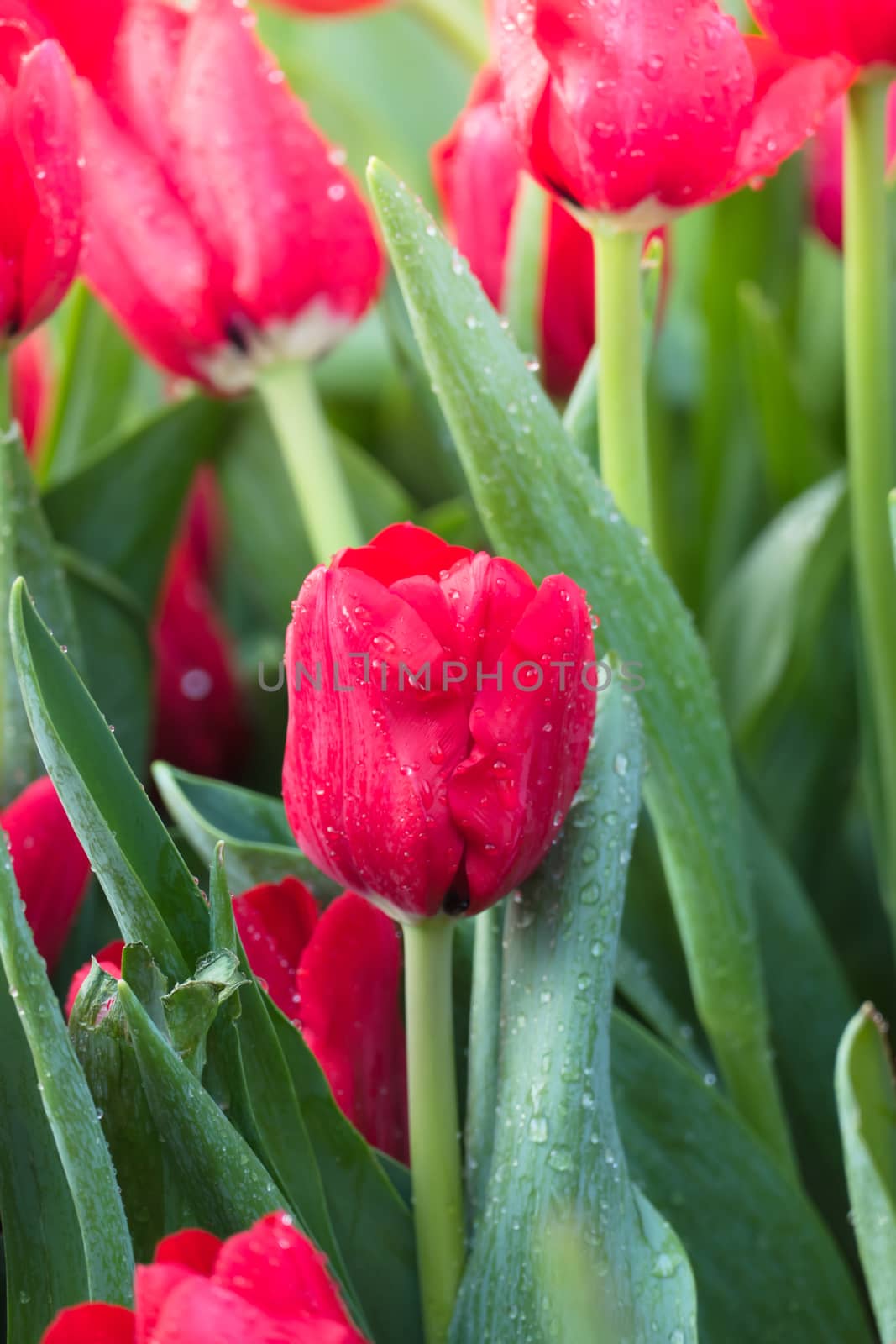 Tulip. Beautiful bouquet of tulips. colorful tulips. by teerawit