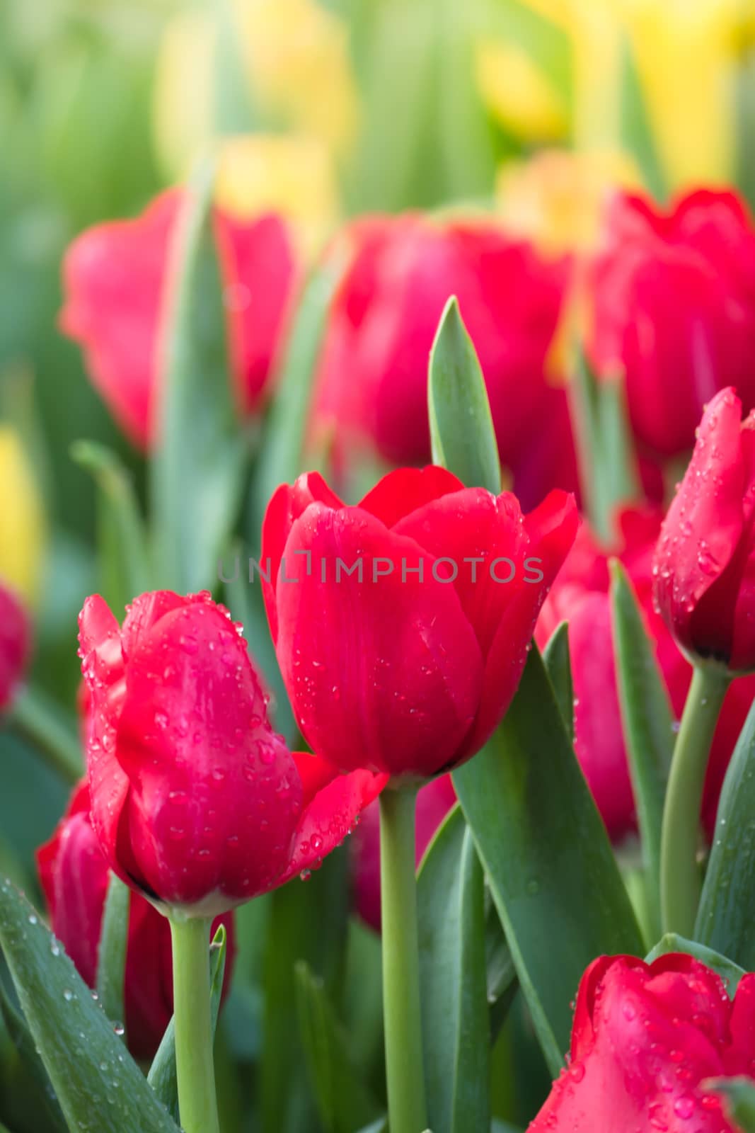 Tulip. Beautiful bouquet of tulips. colorful tulips. by teerawit