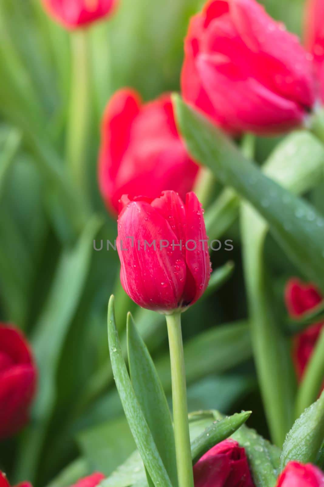 Tulip. Beautiful bouquet of tulips. colorful tulips. by teerawit