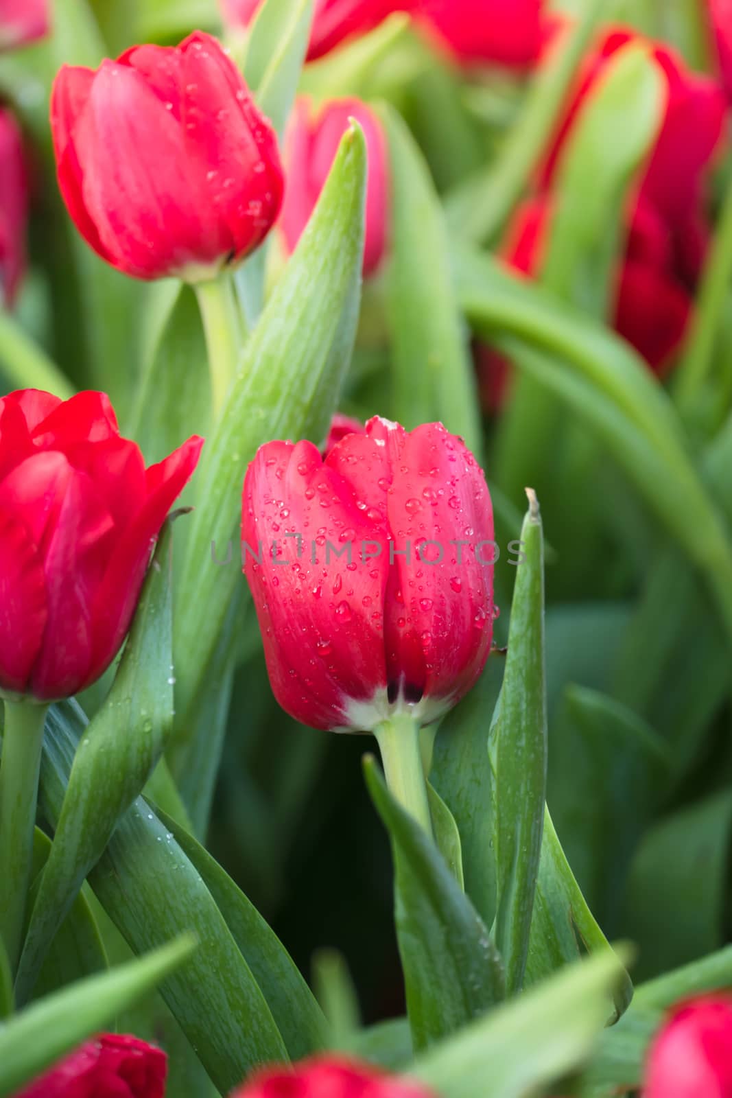 Tulip. Beautiful bouquet of tulips. colorful tulips. by teerawit