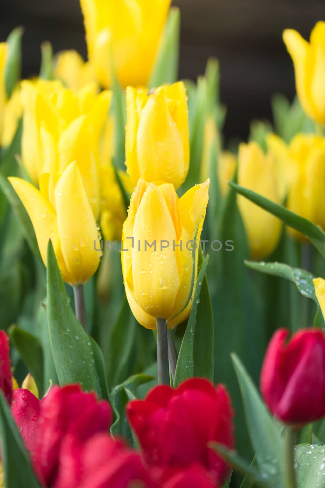 Tulip. Beautiful bouquet of tulips. colorful tulips. by teerawit