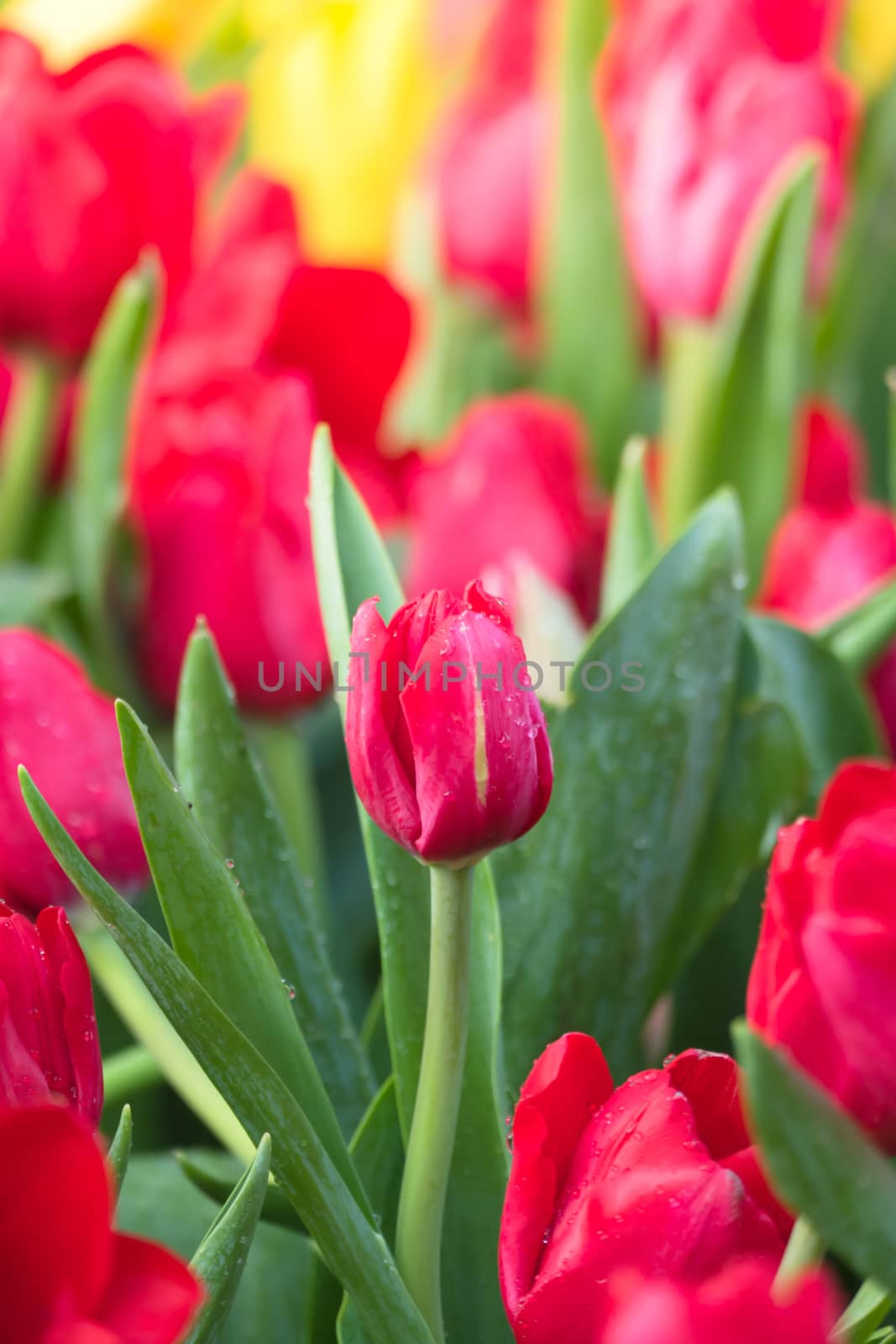 Tulip. Beautiful bouquet of tulips. colorful tulips. by teerawit