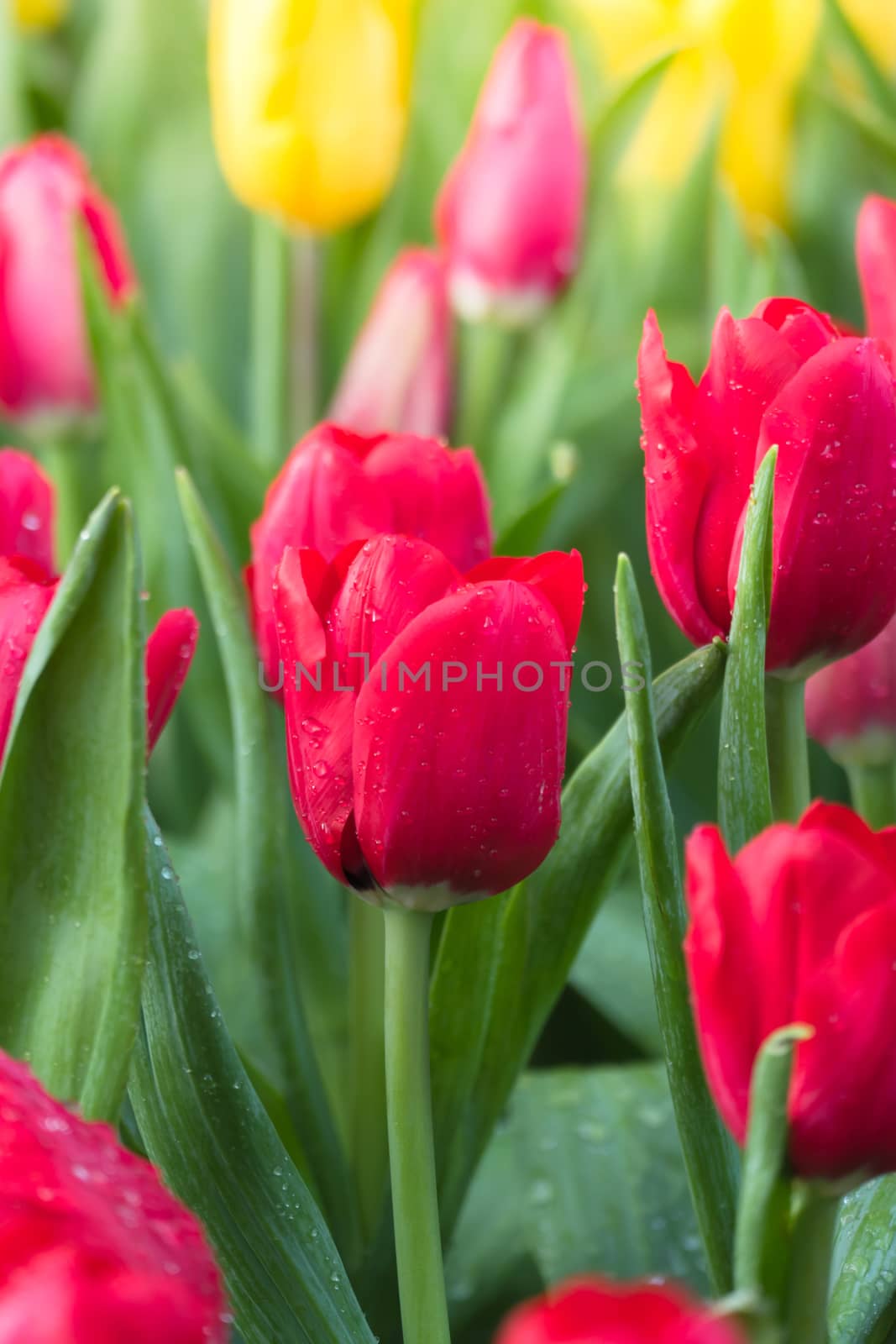 Tulip. Beautiful bouquet of tulips. colorful tulips. by teerawit