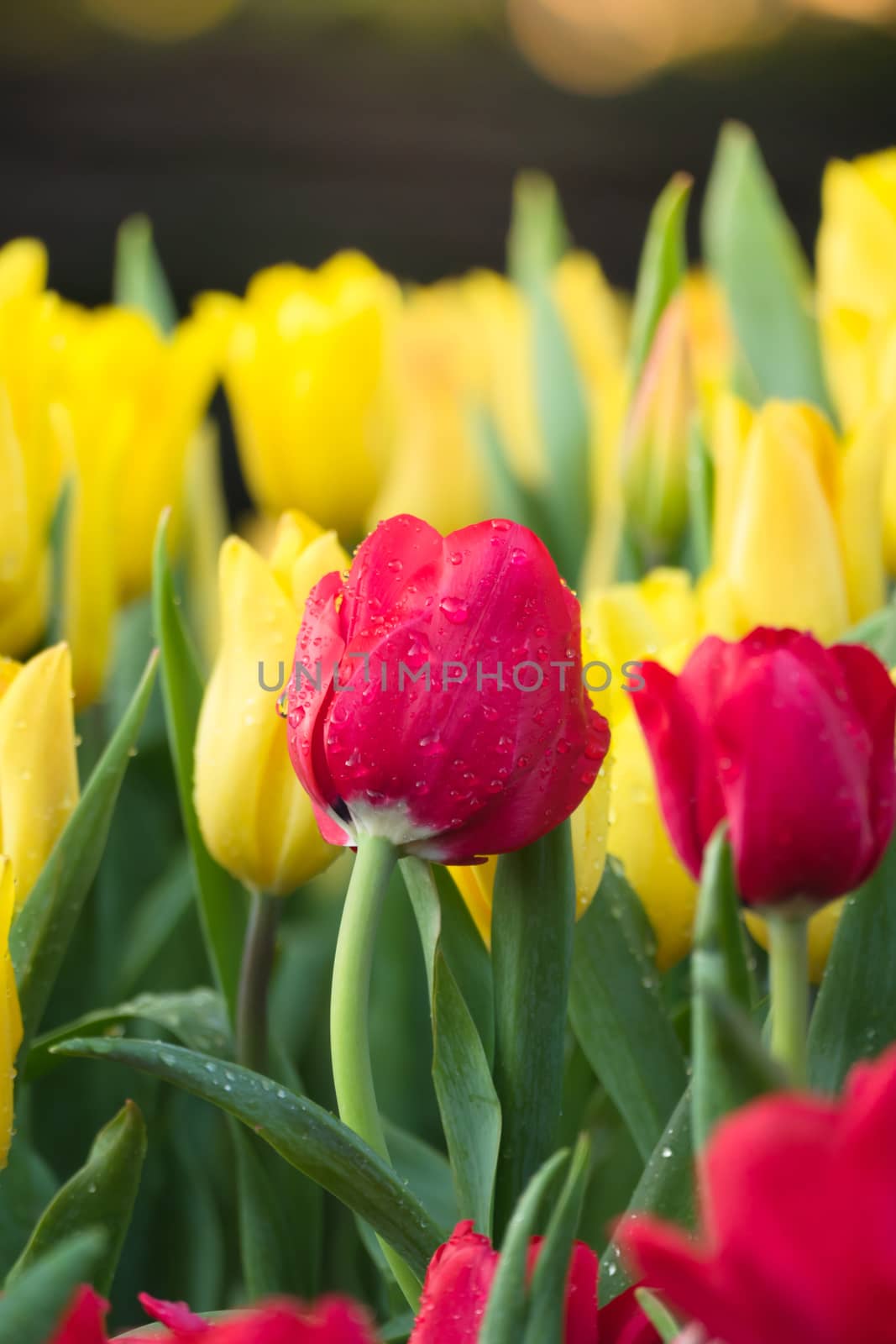 Tulip. Beautiful bouquet of tulips. colorful tulips. tulips in spring,colourful tulip