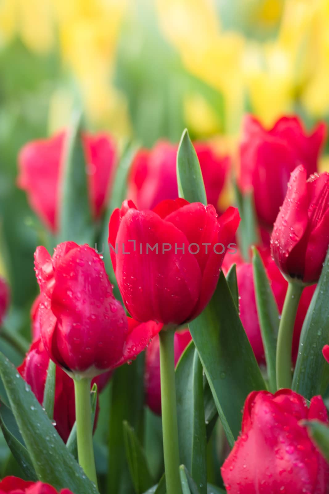 Tulip. Beautiful bouquet of tulips. colorful tulips. by teerawit