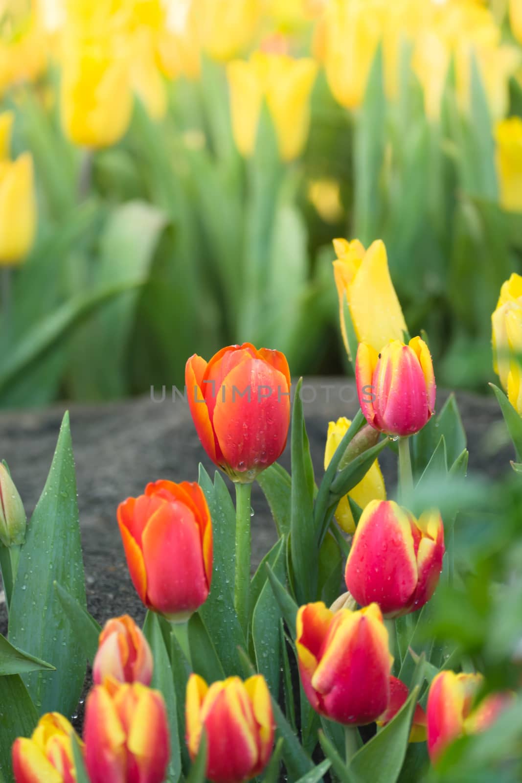 Tulip. Beautiful bouquet of tulips. colorful tulips. by teerawit