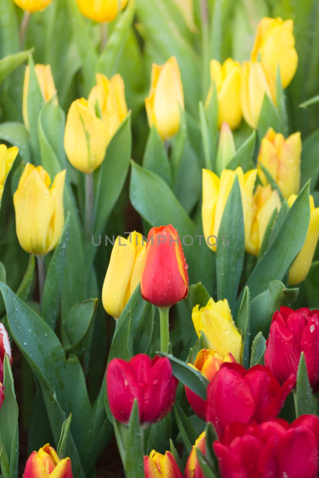 Tulip. Beautiful bouquet of tulips. colorful tulips. by teerawit