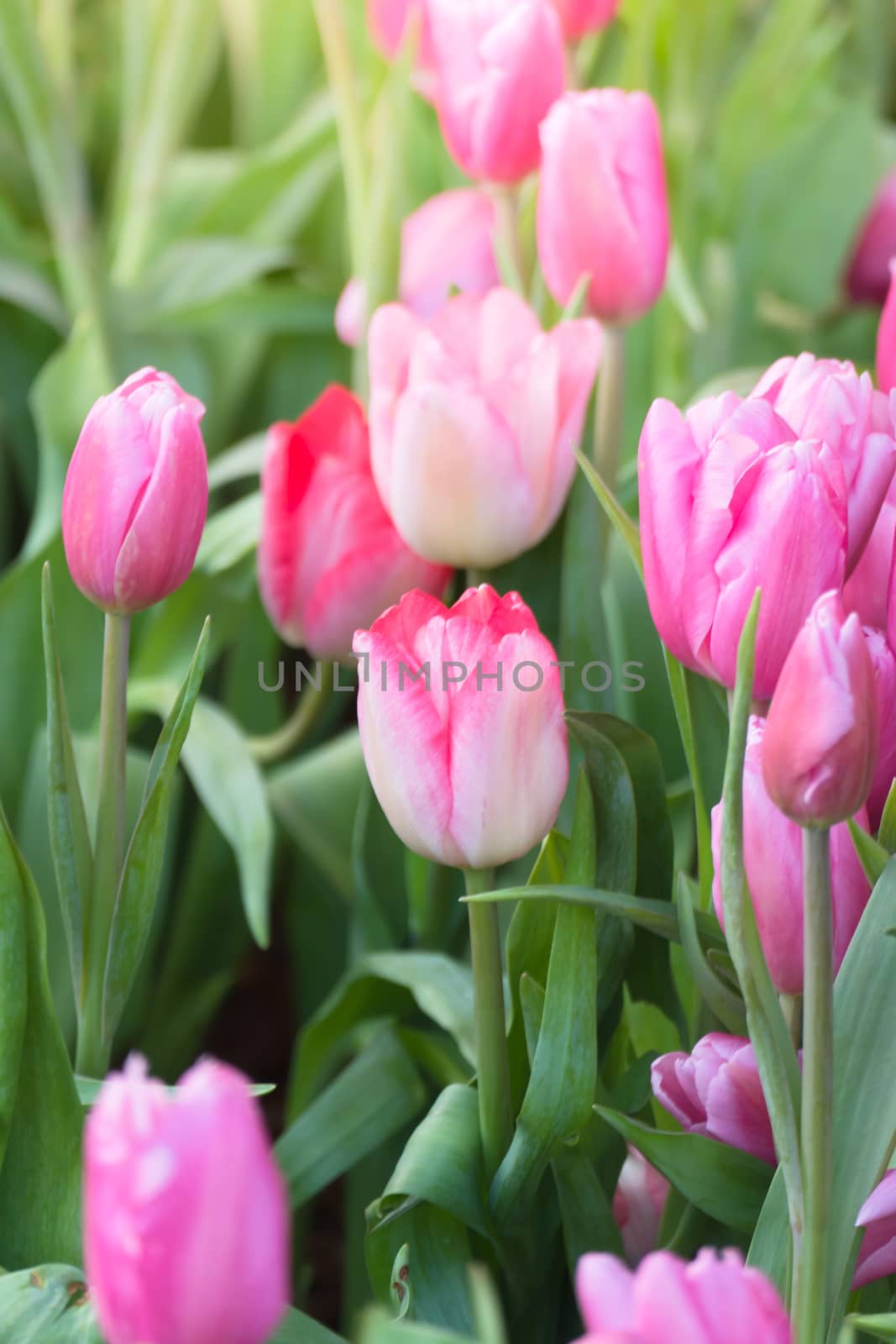 Tulip. Beautiful bouquet of tulips. colorful tulips. by teerawit