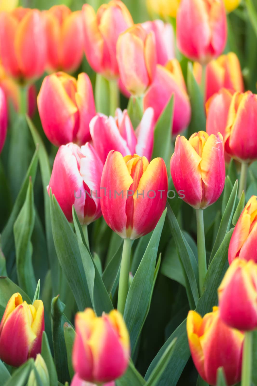 Tulip. Beautiful bouquet of tulips. colorful tulips. by teerawit