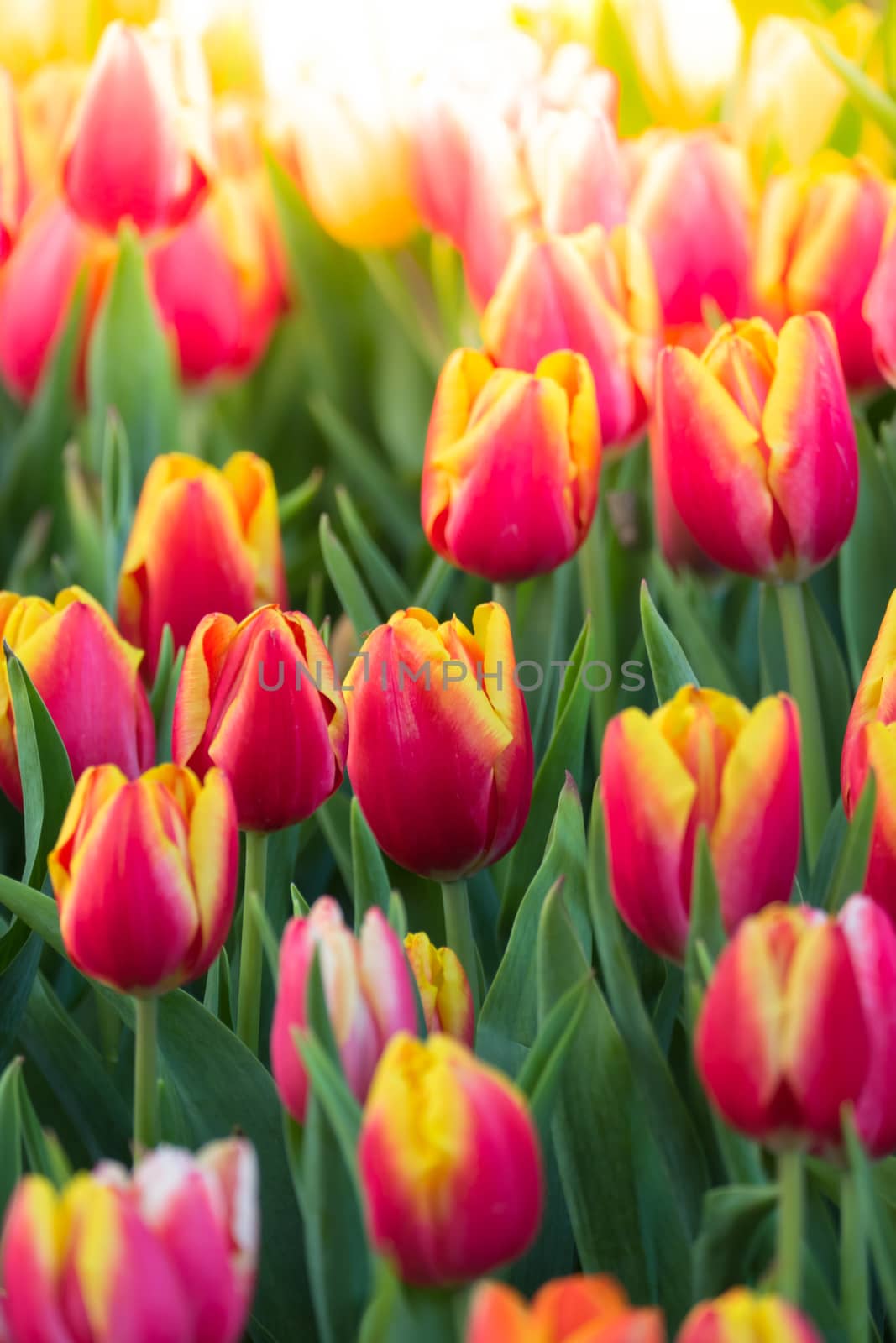 Tulip. Beautiful bouquet of tulips. colorful tulips. tulips in spring,colourful tulip