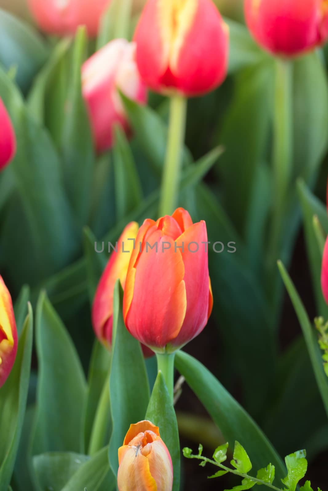 Tulip. Beautiful bouquet of tulips. colorful tulips. by teerawit