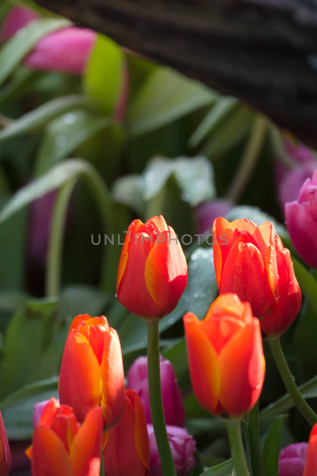 Tulip. Beautiful bouquet of tulips. colorful tulips. by teerawit