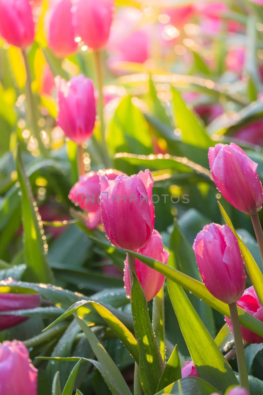 Tulip. Beautiful bouquet of tulips. colorful tulips. by teerawit