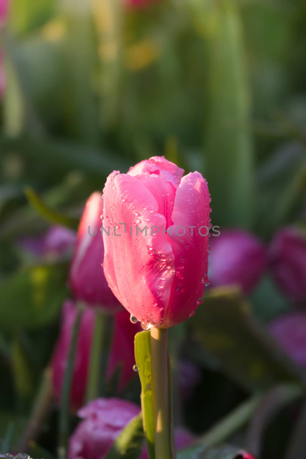 Tulip. Beautiful bouquet of tulips. colorful tulips. by teerawit