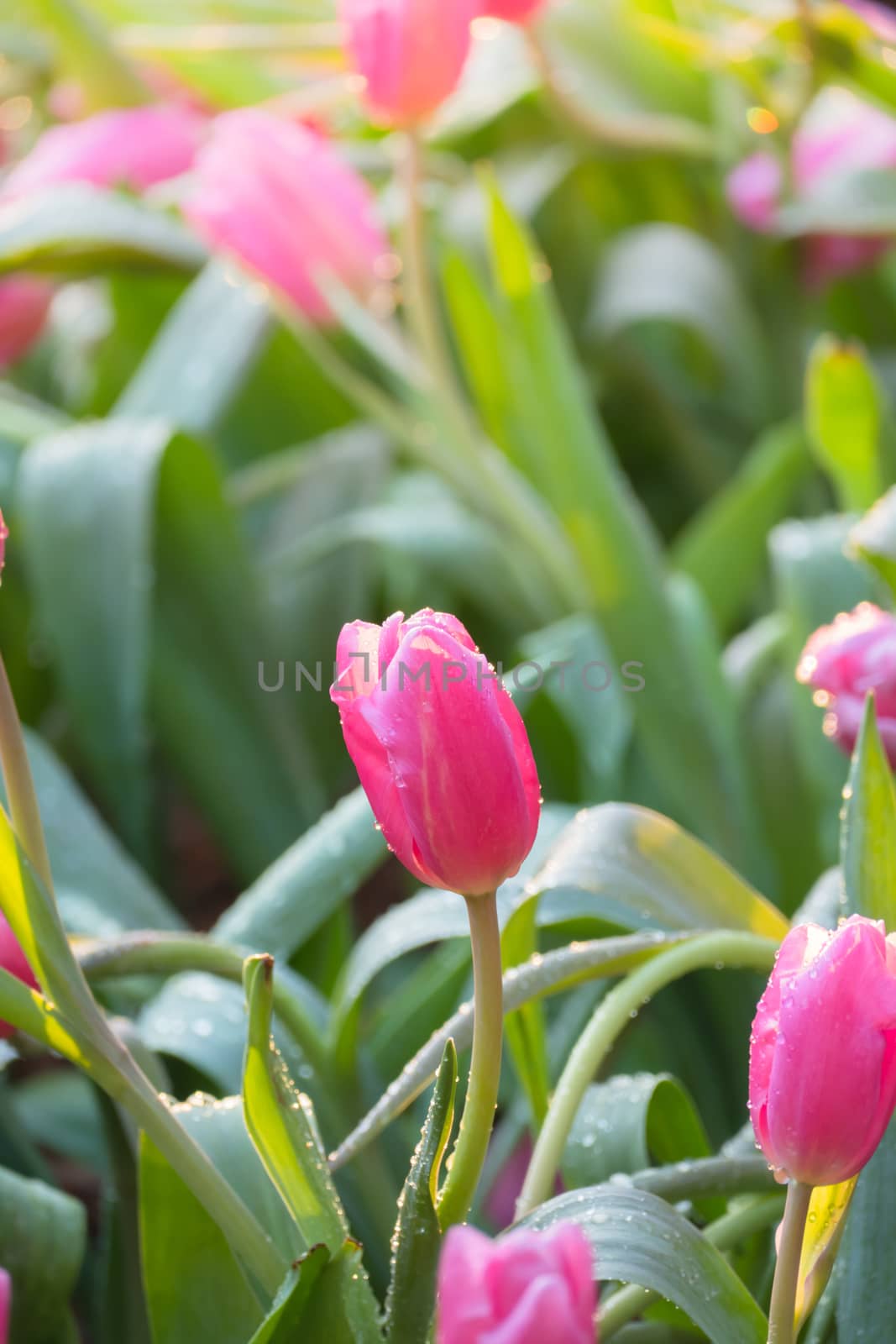 Tulip. Beautiful bouquet of tulips. colorful tulips. by teerawit