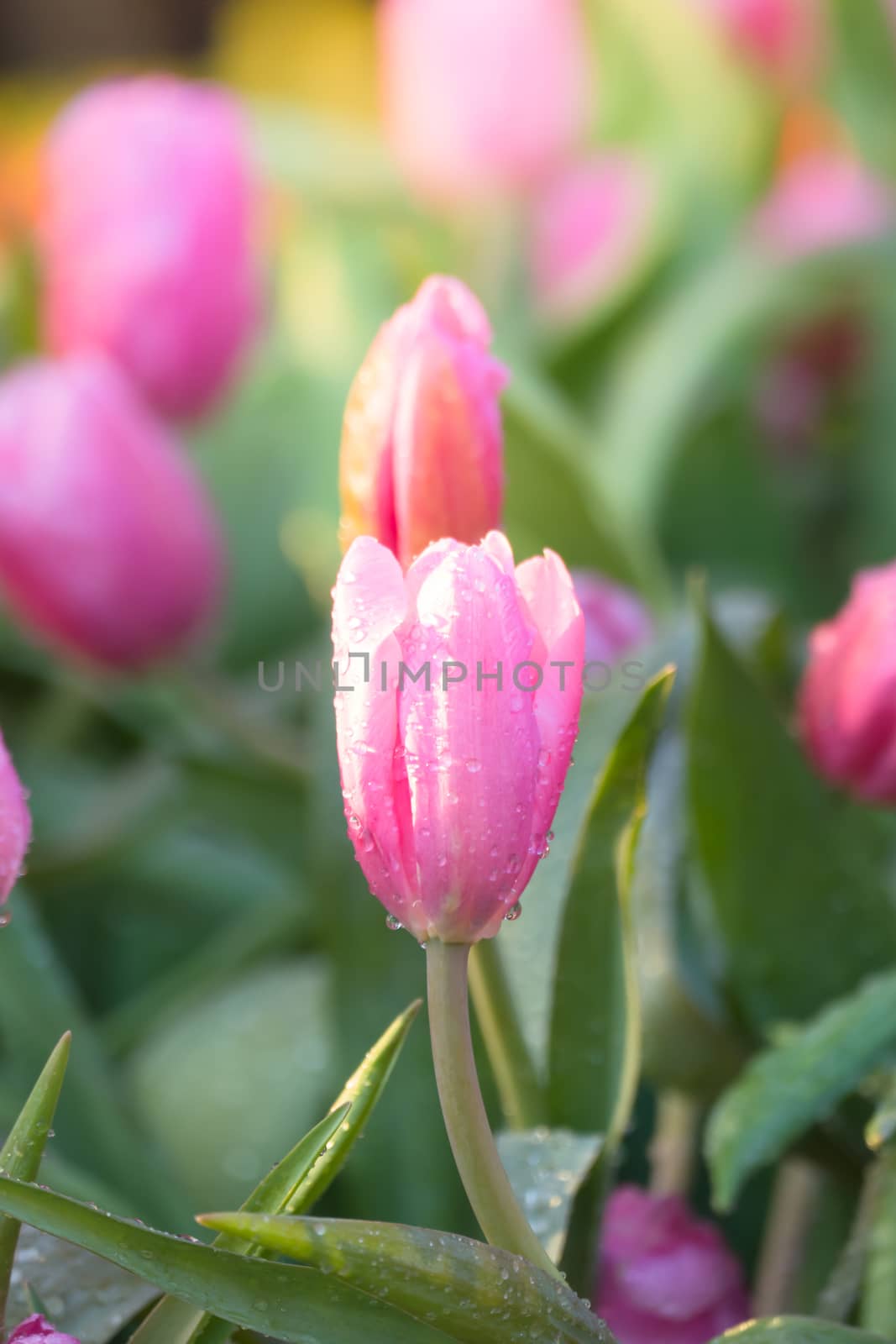 Tulip. Beautiful bouquet of tulips. colorful tulips. by teerawit