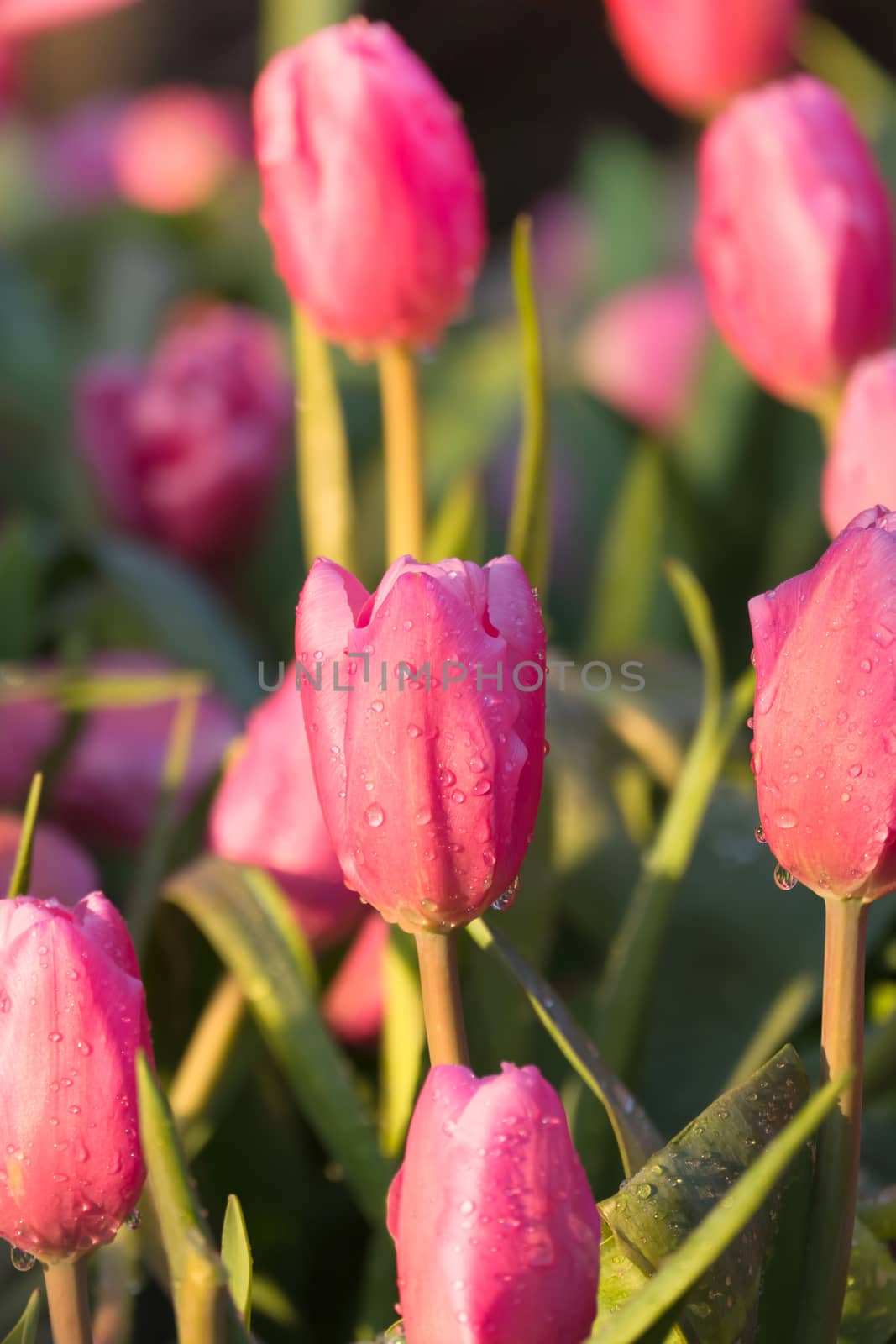 Tulip. Beautiful bouquet of tulips. colorful tulips. by teerawit