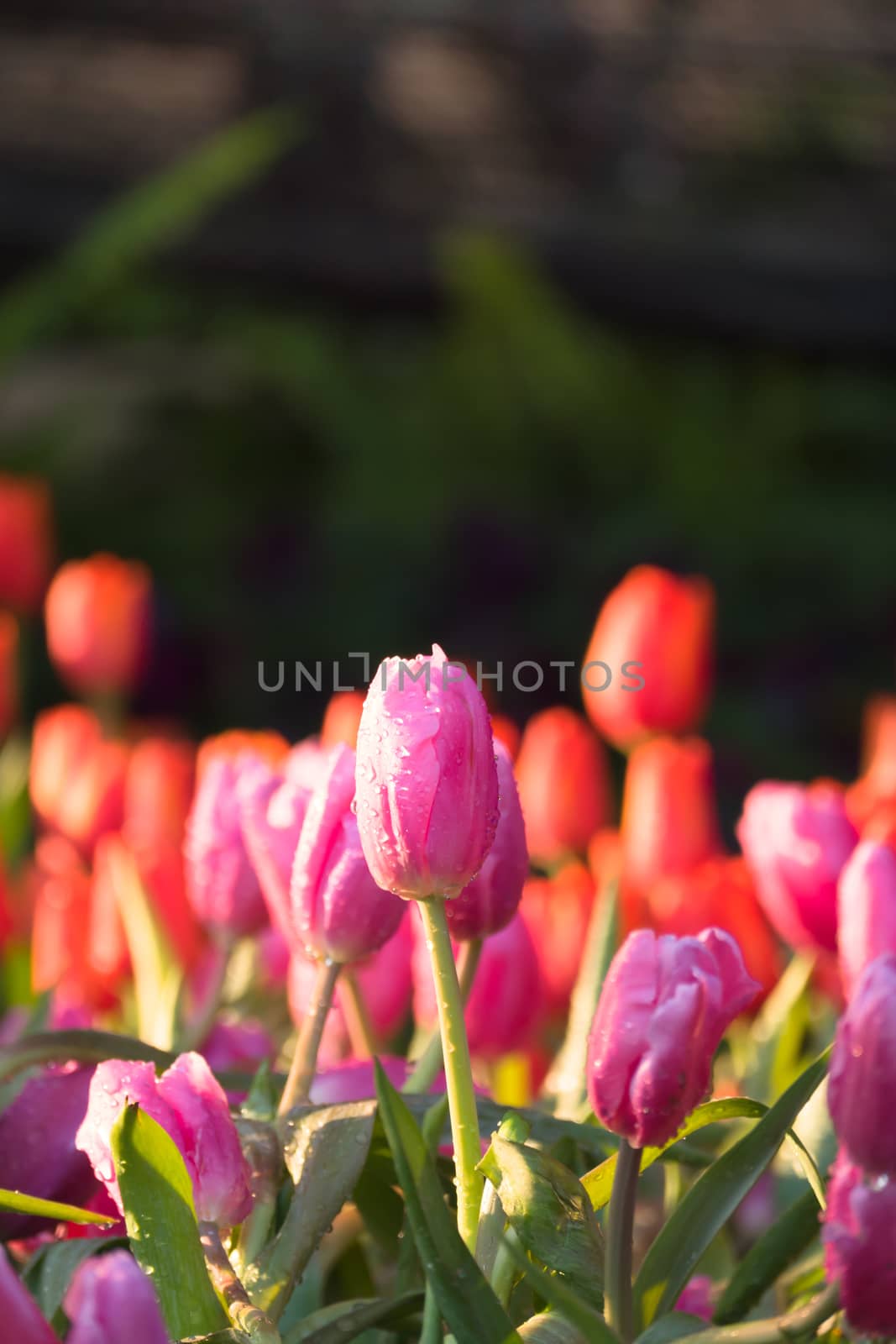 Tulip. Beautiful bouquet of tulips. colorful tulips. by teerawit