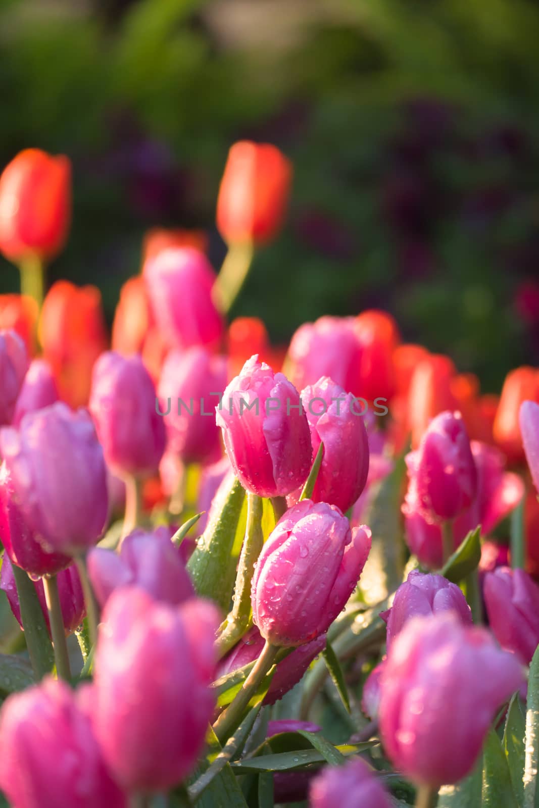 Tulip. Beautiful bouquet of tulips. colorful tulips. by teerawit