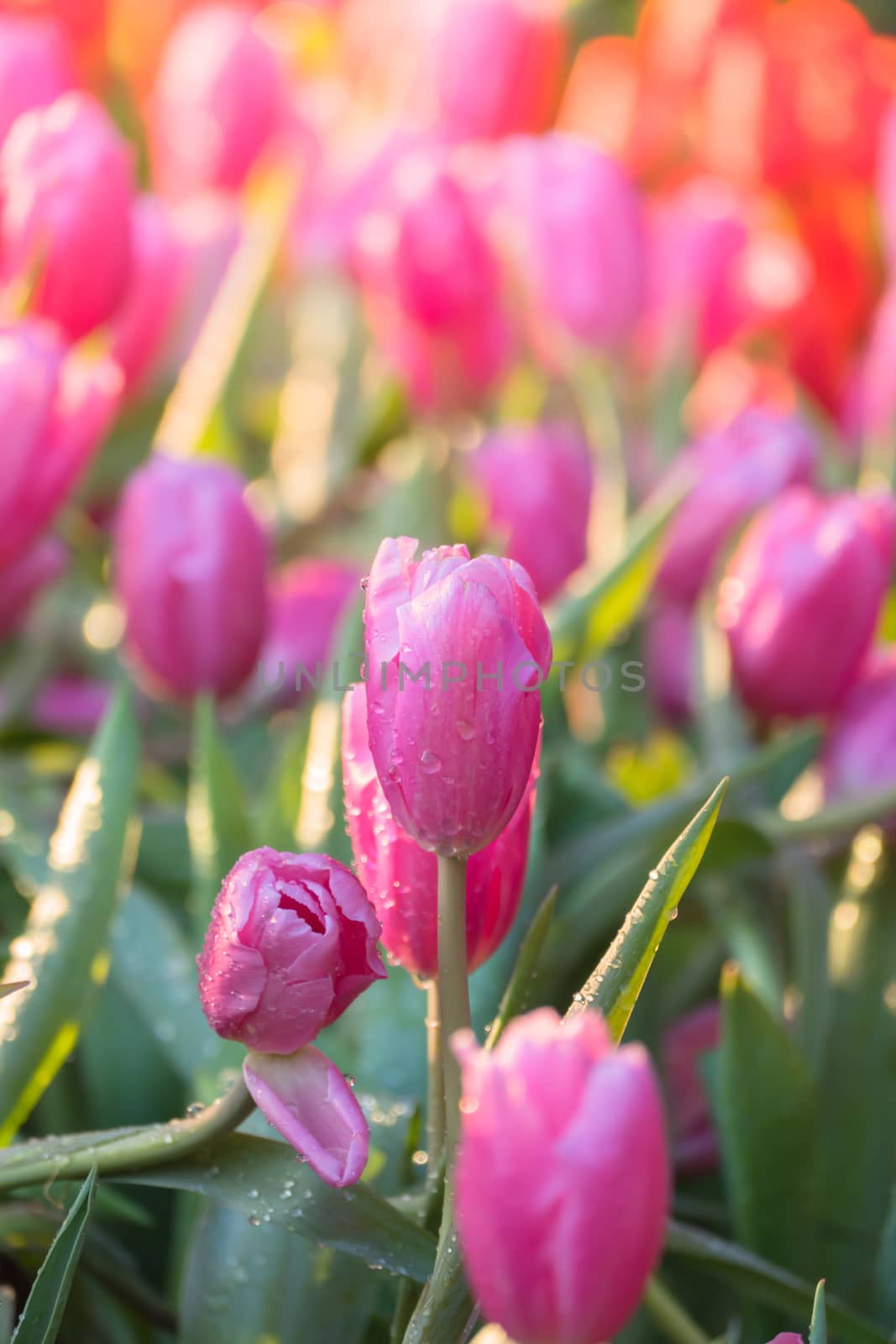 Tulip. Beautiful bouquet of tulips. colorful tulips. by teerawit