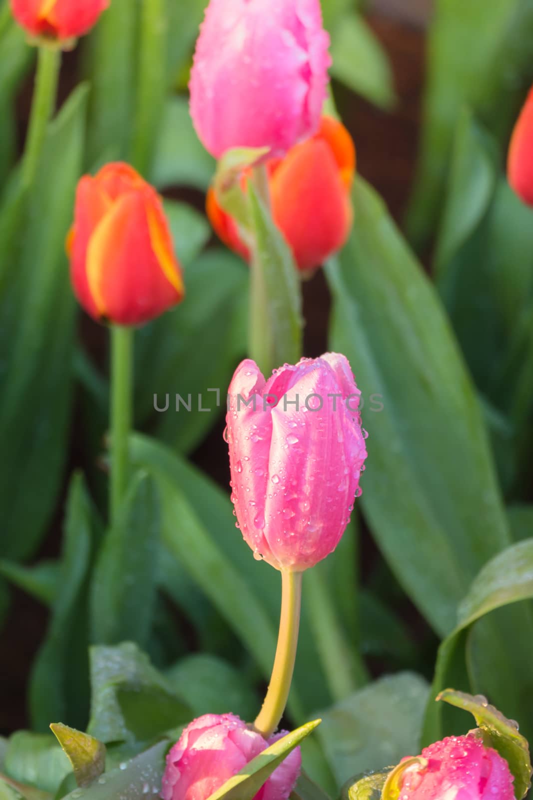 Tulip. Beautiful bouquet of tulips. colorful tulips. by teerawit