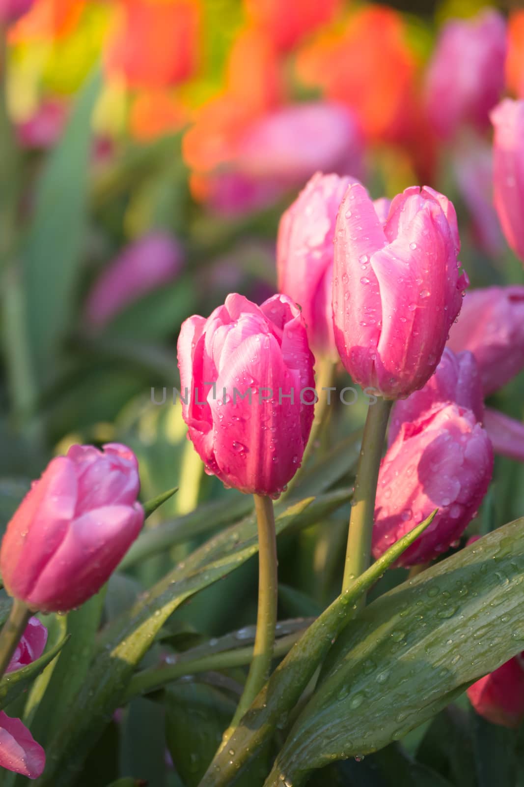 Tulip. Beautiful bouquet of tulips. colorful tulips. by teerawit