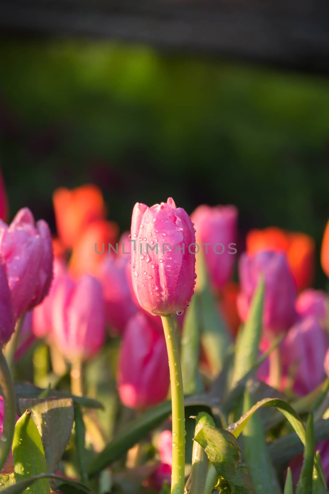 Tulip. Beautiful bouquet of tulips. colorful tulips. tulips in spring,colourful tulip