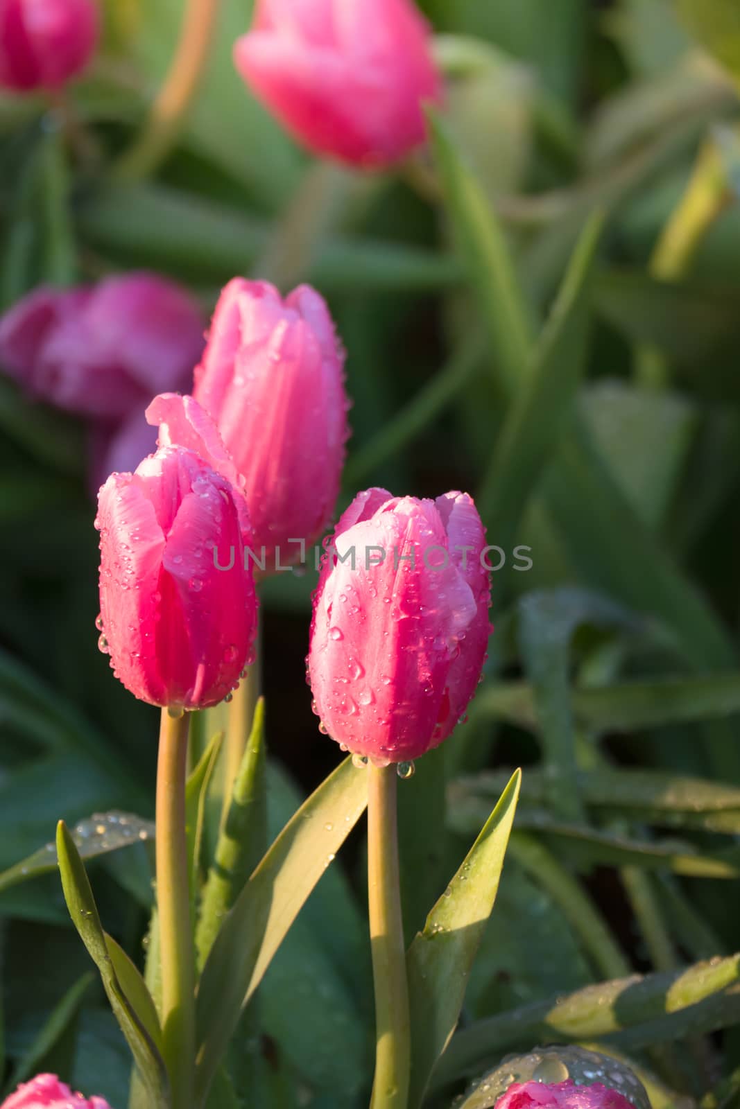 Tulip. Beautiful bouquet of tulips. colorful tulips. tulips in spring,colourful tulip