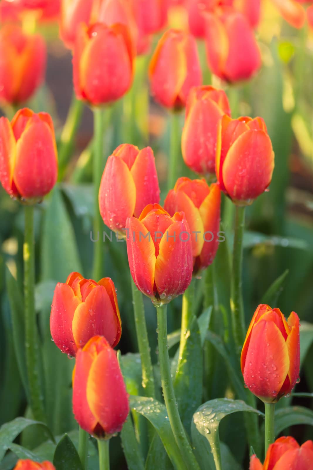 Tulip. Beautiful bouquet of tulips. colorful tulips. by teerawit