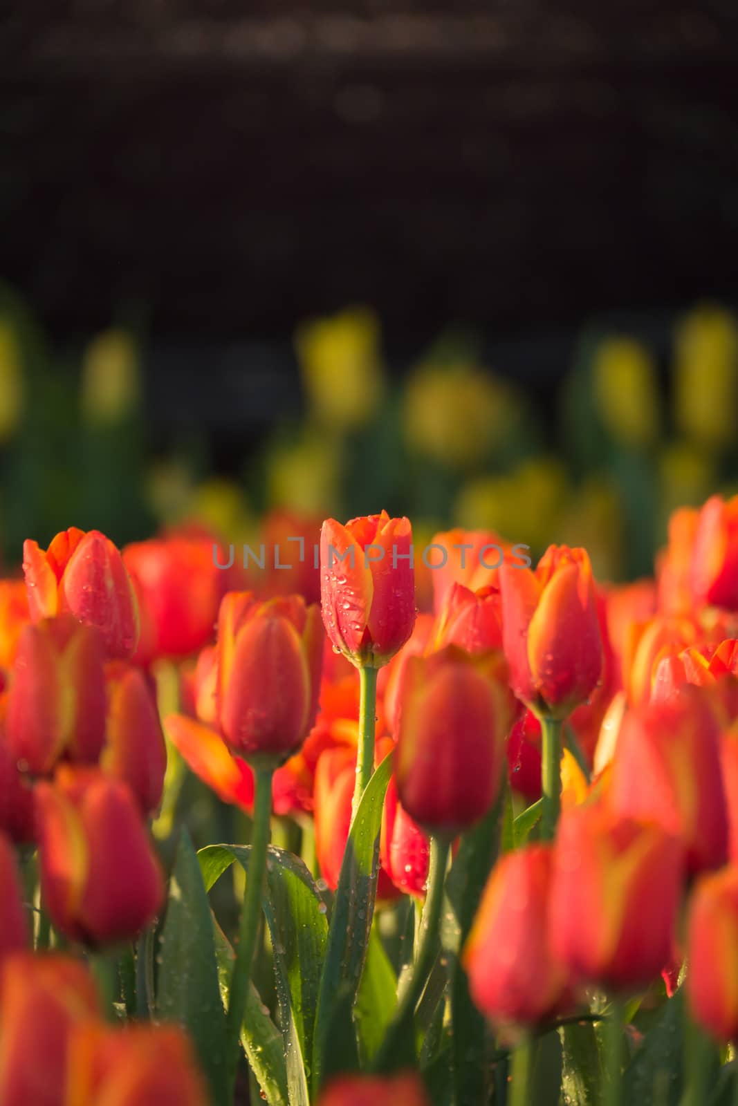 Tulip. Beautiful bouquet of tulips. colorful tulips. by teerawit