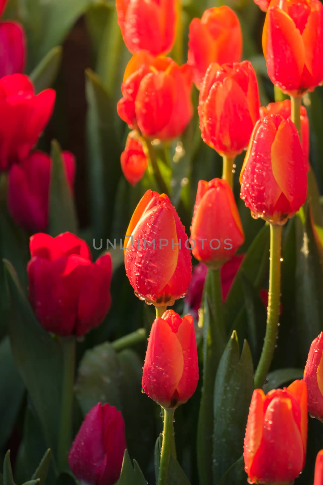 Tulip. Beautiful bouquet of tulips. colorful tulips. by teerawit