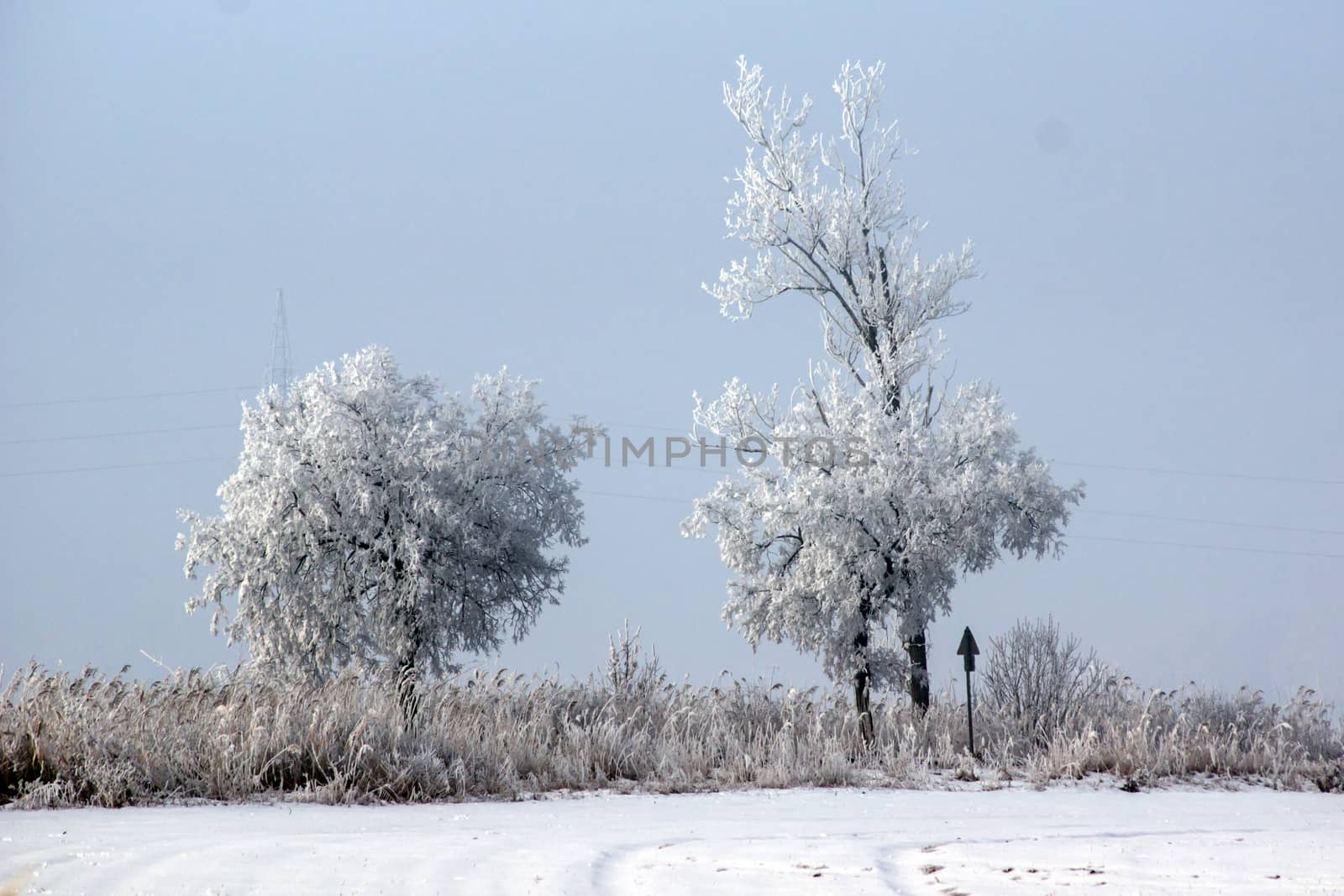 Frosted trees and plants along the way. 