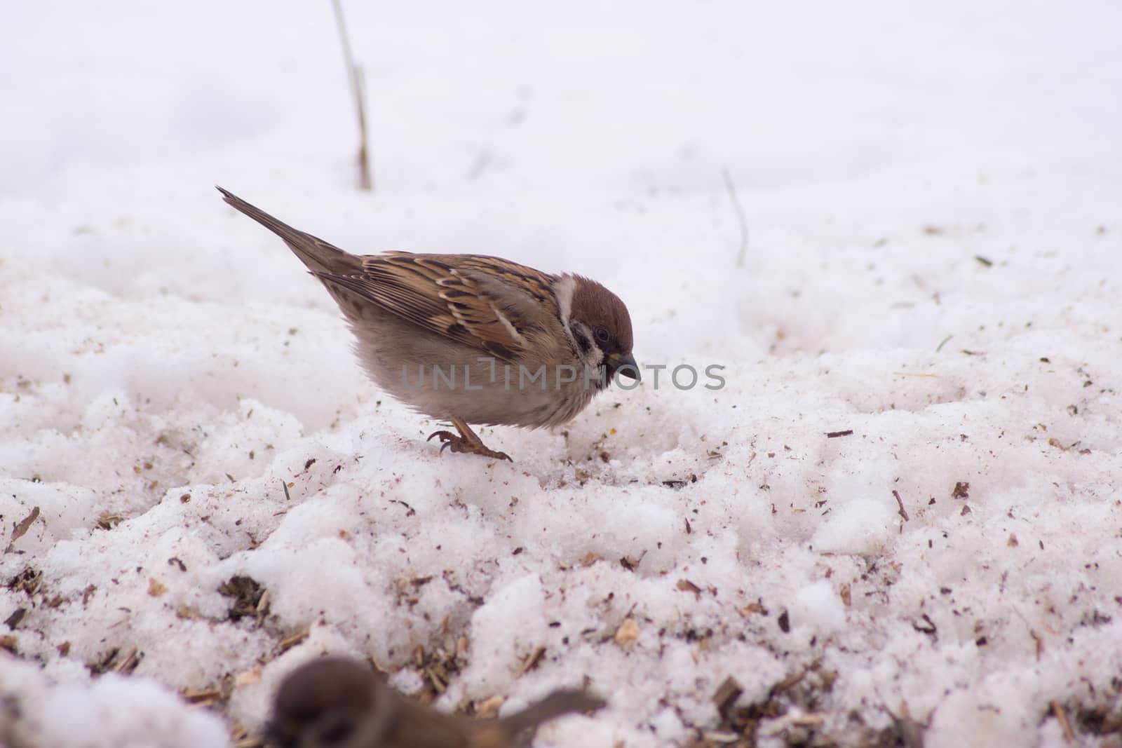 Sparrow (Passer domesticus)  in the winter bird feeding. 