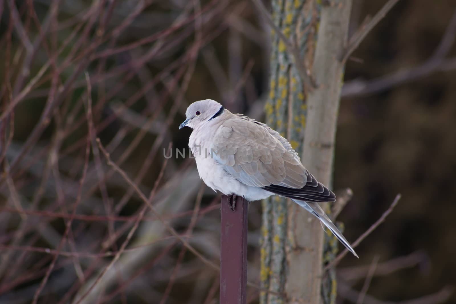 Collared Dove (Streptopelia decaocto)  a useful garden birds.