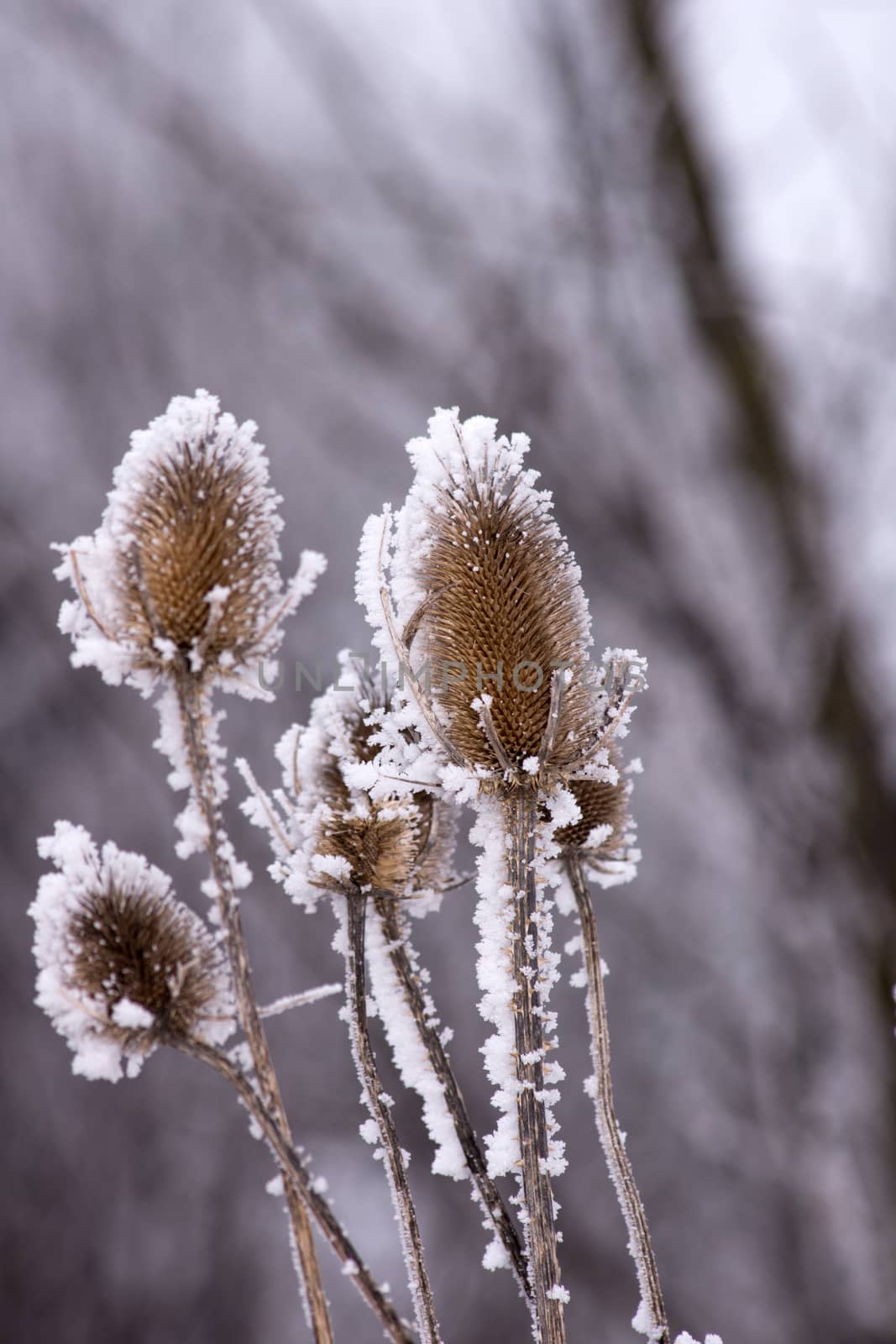Frosted dipsacus laciniatus along the way. by dadalia