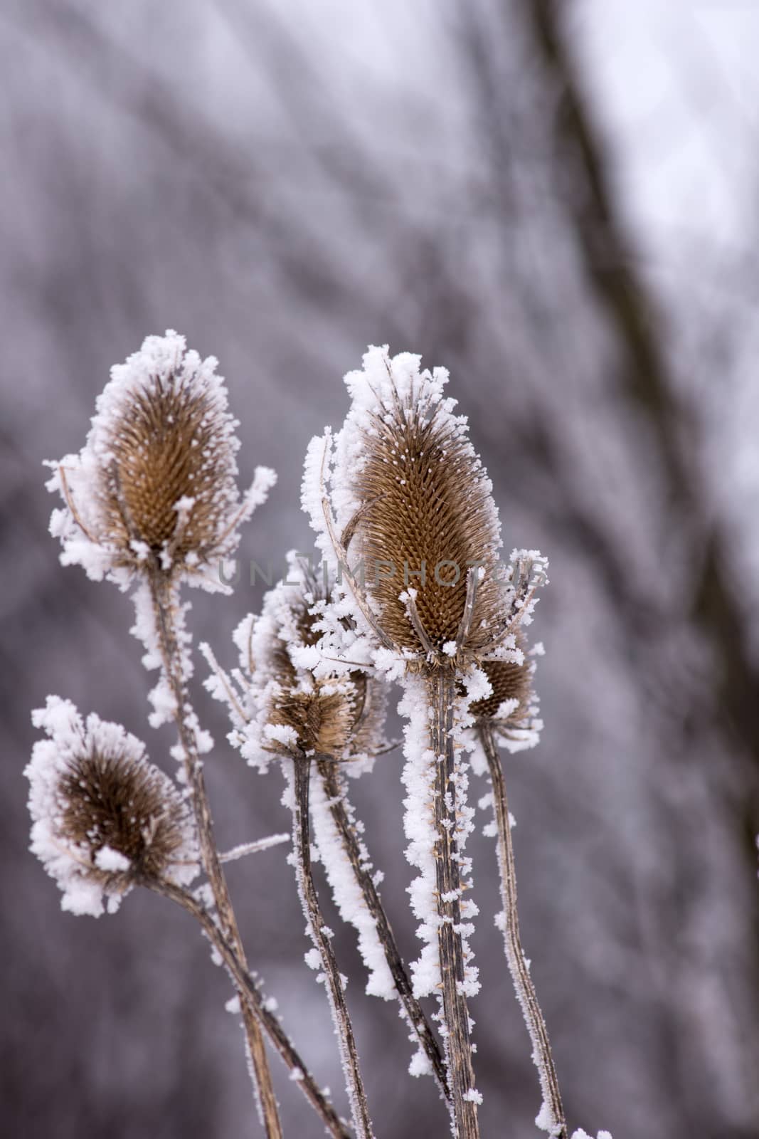 In winter dipsacus laciniatus along the way. 