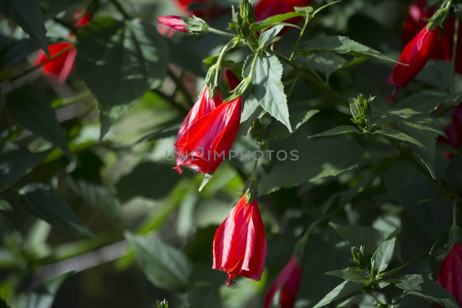 Close up of Sultan's turban flowers, also called wax mallows, ladies teardrops and Scotchman's purses