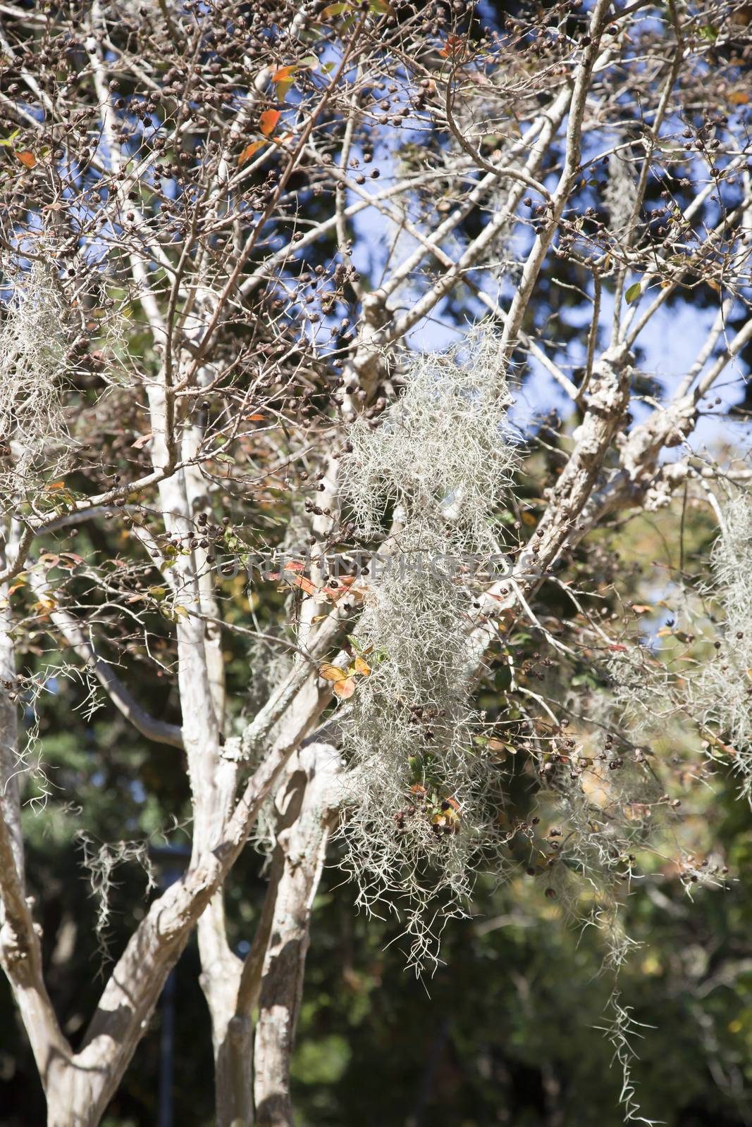 Close up of Spanish moss hanging from a branch