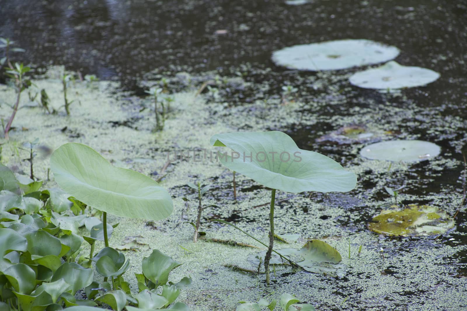 Close up of lotus plants with lily pads in the background