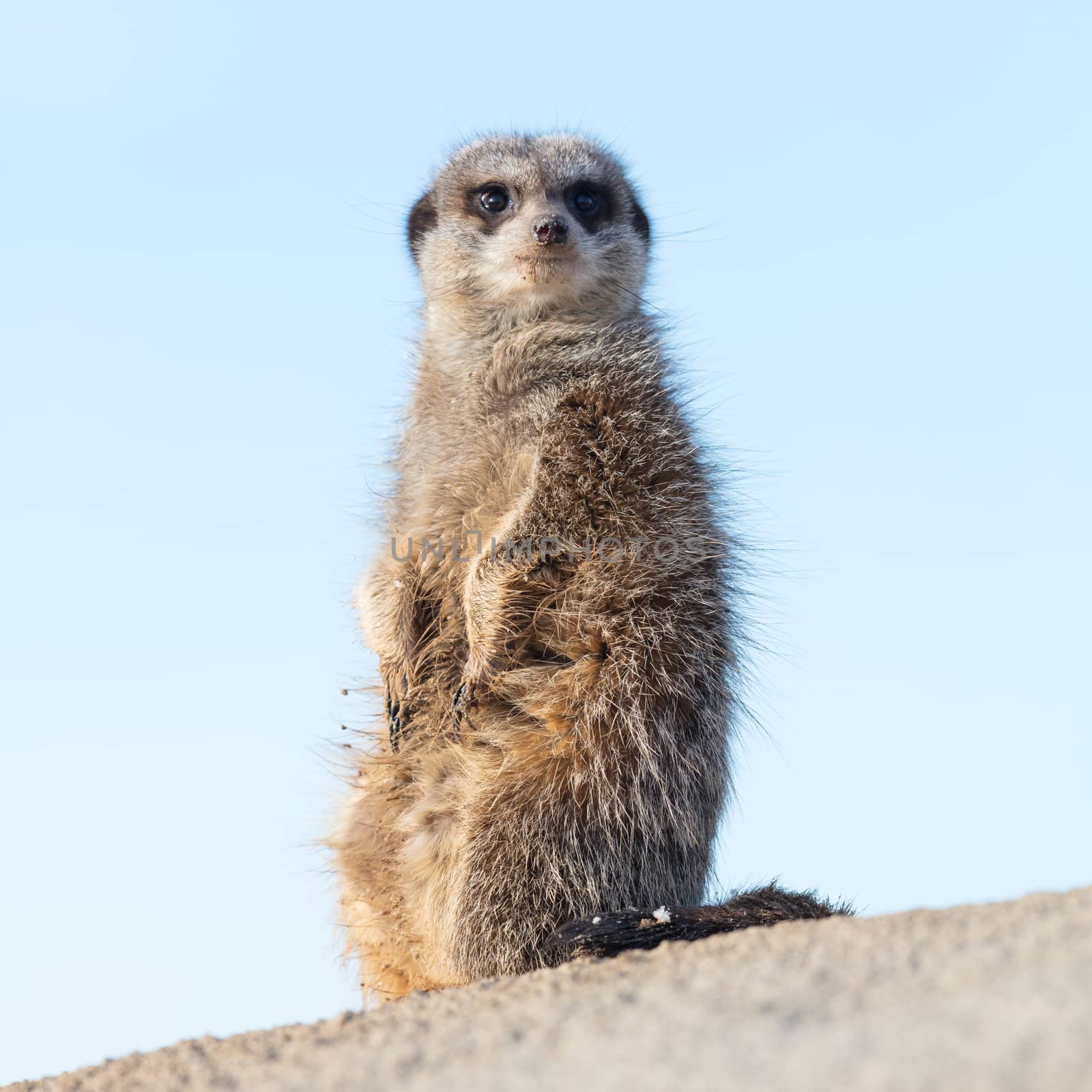 Meerkat on guard duty by michaklootwijk