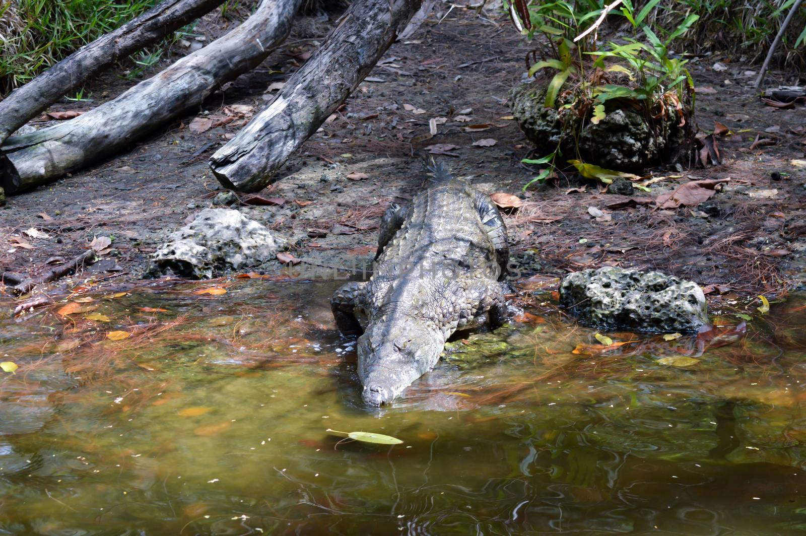 Crocodile eyes in a water body in Mombasa, Kenya