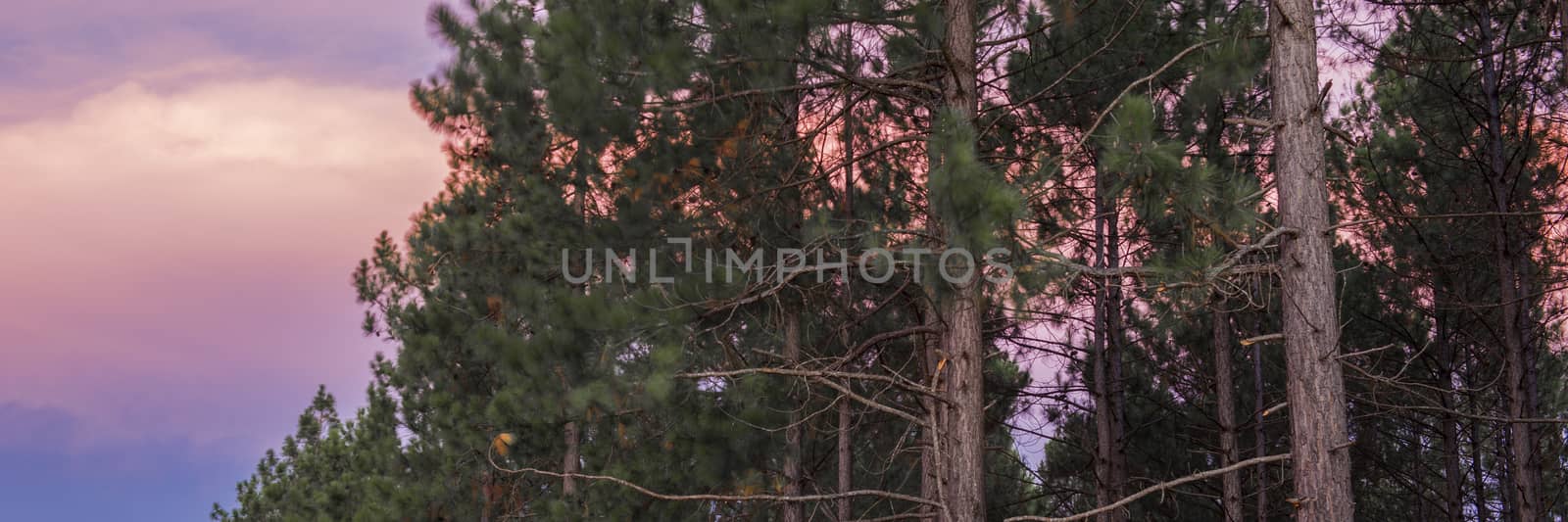 Pine trees forest in the late afternoon. by artistrobd