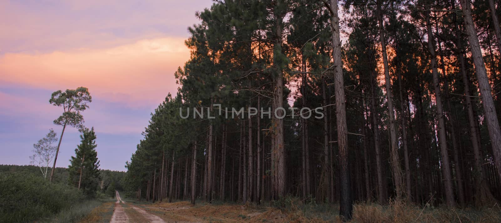Pine tree forest in the late afternoon in the Sunshine Coast, Queensland.