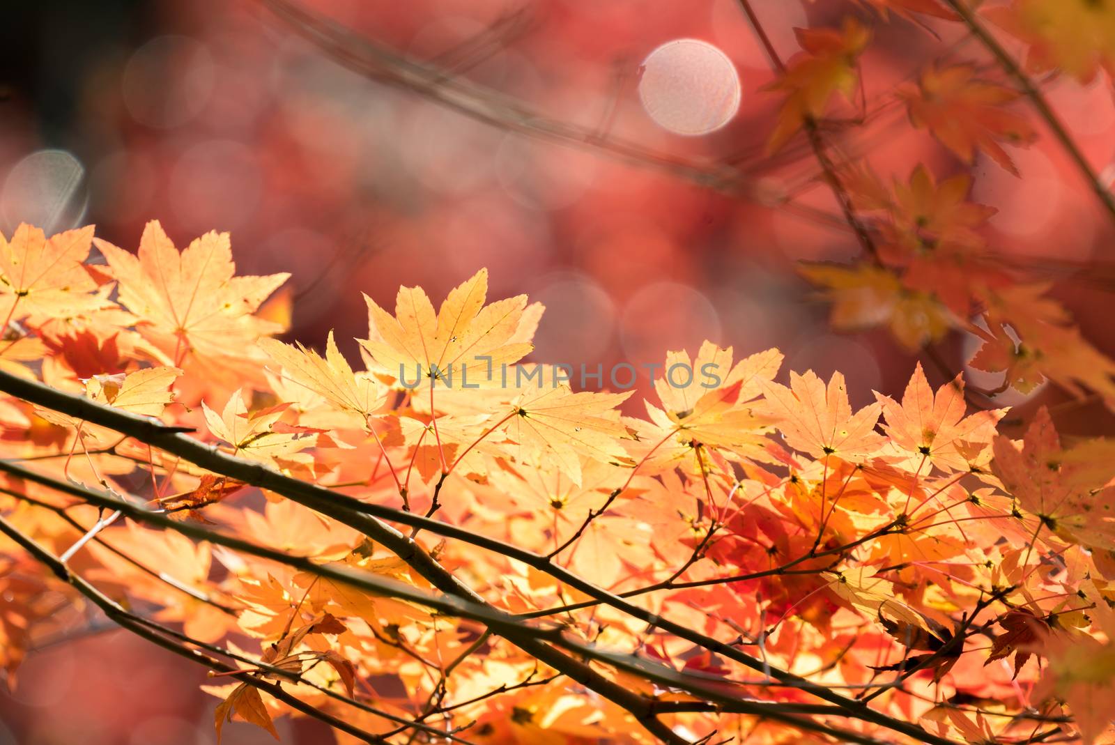 Red leave of maple tree for autumn  fall background