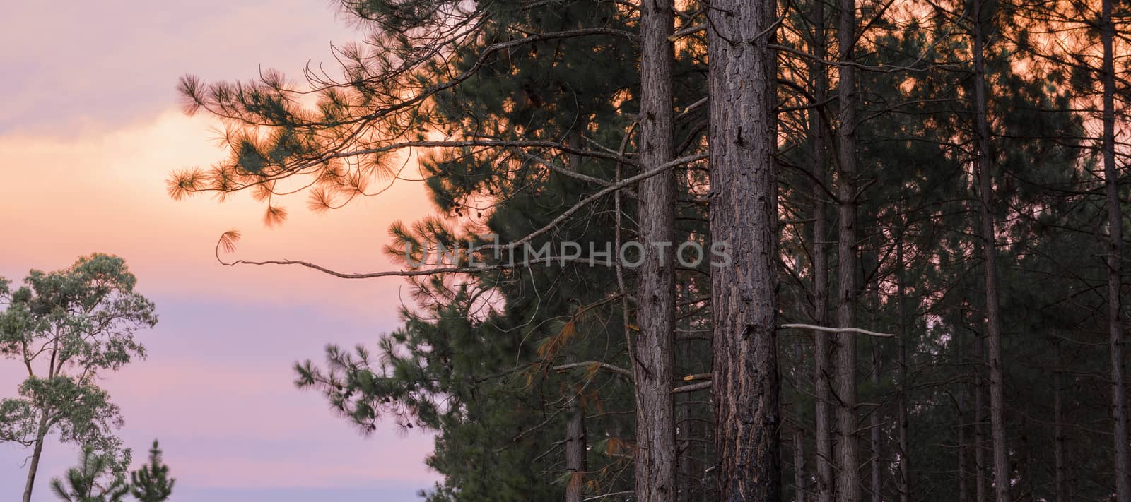 Pine tree forest in the late afternoon in the Sunshine Coast, Queensland.