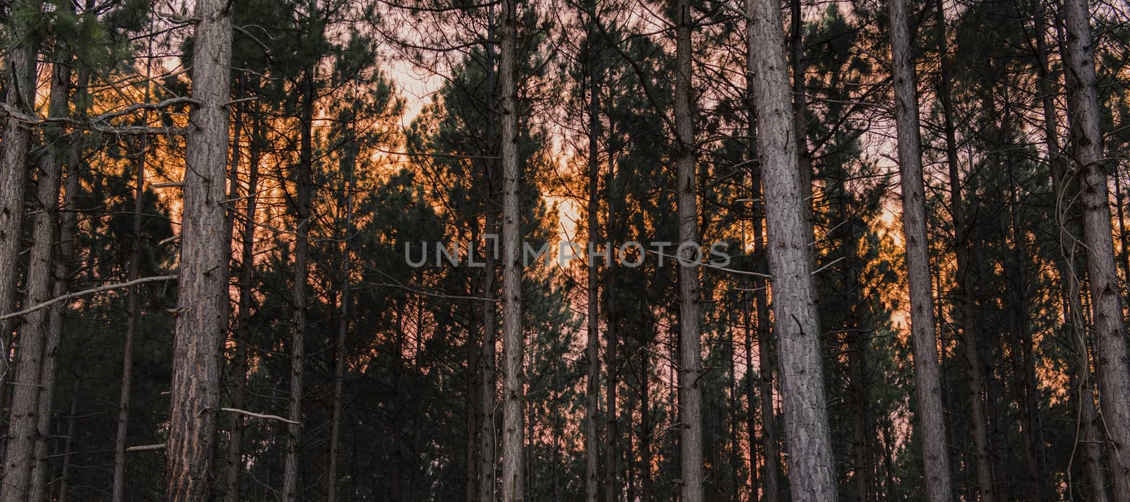 Pine trees forest in the late afternoon. by artistrobd