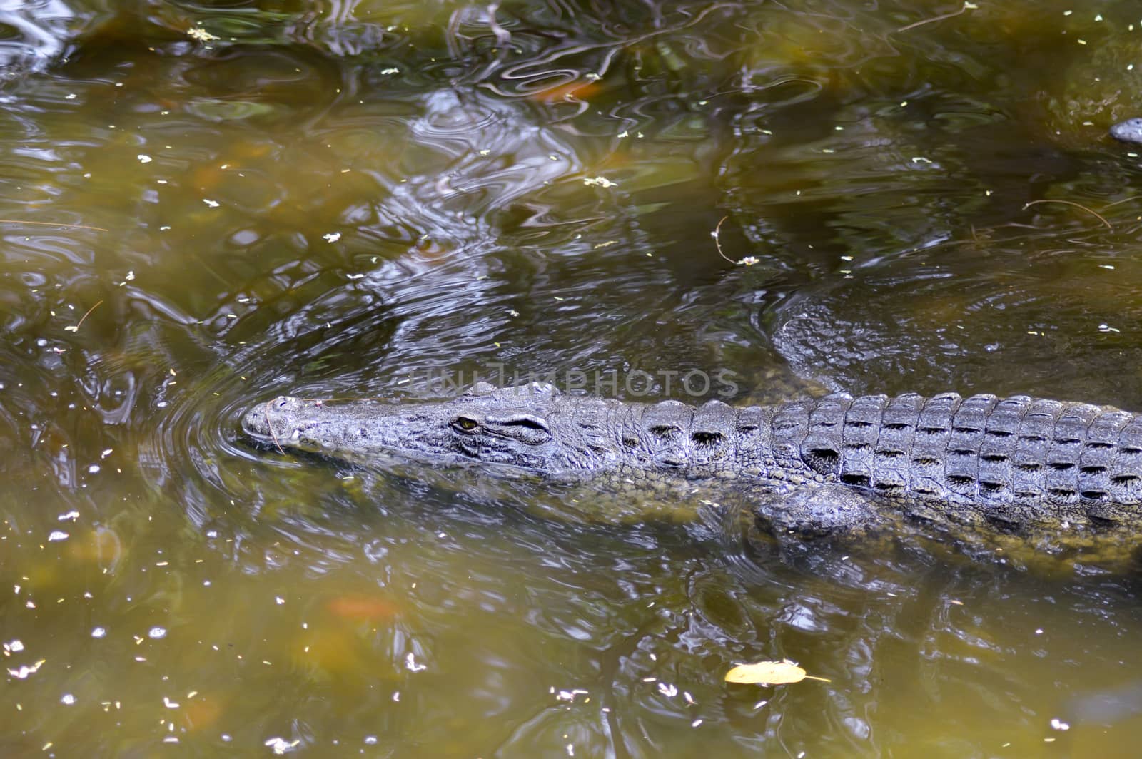 Crocodile eyes in a water body in Mombasa, Kenya